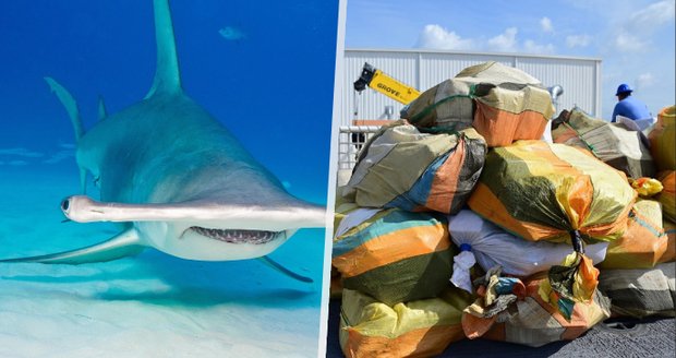 Žraloci na koksu: Pašerákům padají balíky do moře, paryby se chovají divně
