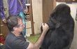 Robin Williams a gorila Koko.