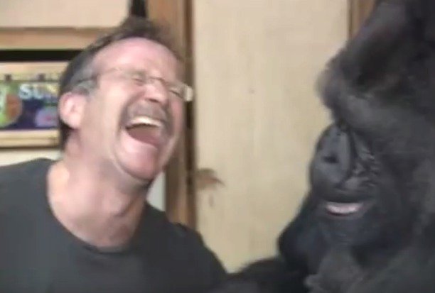 Robin Williams a gorila Koko