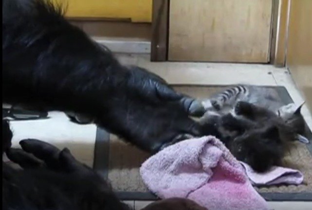 Gorila Koko si hraje s koťátky.