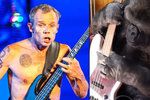 Flea z kapely Red Hot Chili Peppers si zahrál spolu s gorilou Koko.