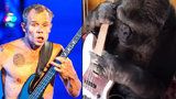 Muzikant z Red Hot Chili Peppers si zabrnkal s opicí: Gorila Koko na jeho basovku válela