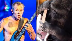 Flea z kapely Red Hot Chili Peppers si zahrál spolu s gorilou Koko.