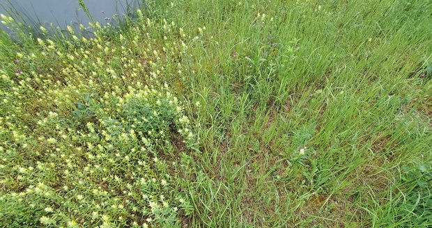Kokrhel luštinec (vlevo) výrazně omezuje růst travin.