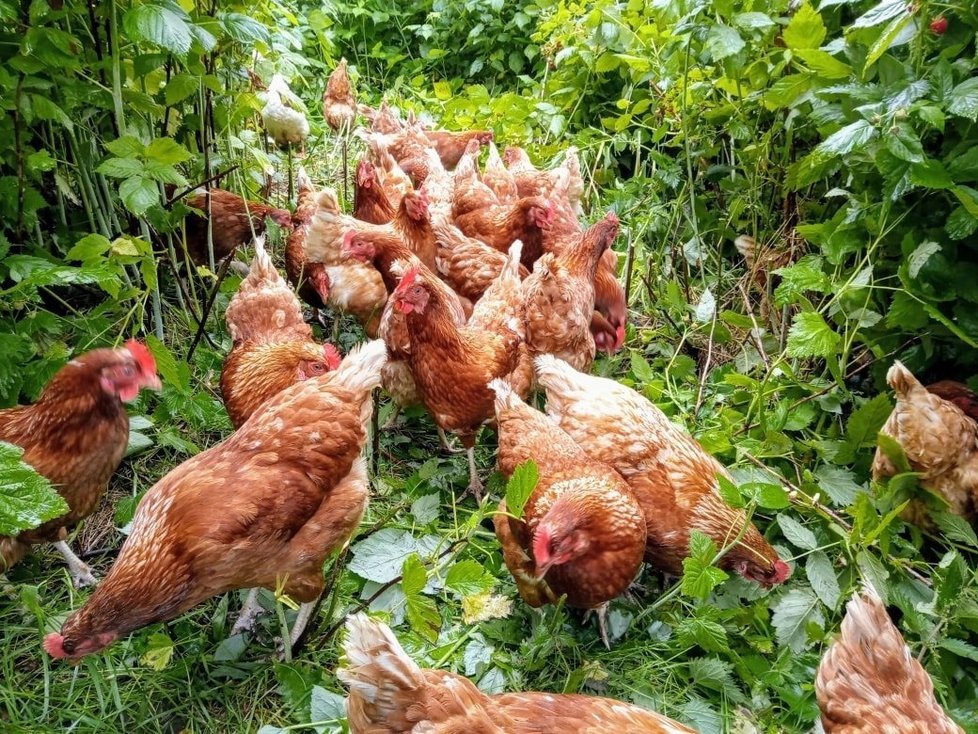 Na farmě chovají přes 140 kuřat, které mají sama pro sebe zelený výběh.