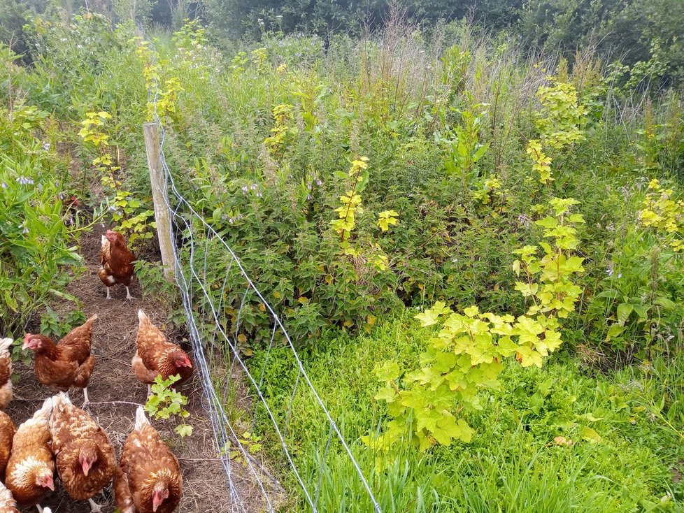 Na farmě chovají přes 140 kuřat, které mají sama pro sebe zelený výběh.