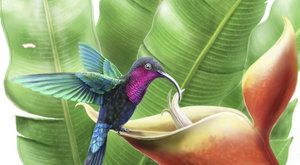 Kolibříci z Karibiku: Ptáci v ohrožení