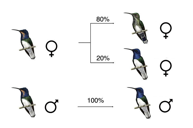 20 % dospělých samiček kolibříka bělokrkého je zbarvených stejně jako samečci (vlevo nedospělý, vpravo dosplěý pták)