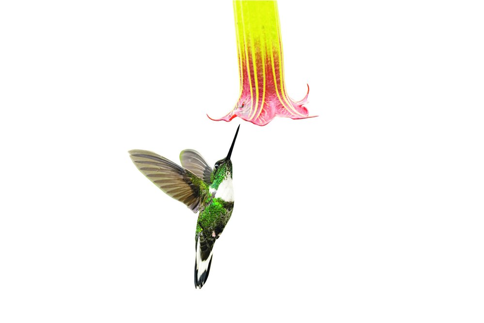 Kolibřík inka královský (Coeligena torquata)