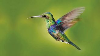 Proč jsou kolibříci tak barevní: Možná mají peří jako dinosauři
