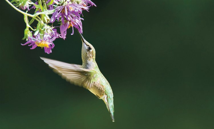 Kolibříci mají zvláštní trubicovitý jazyk, jímž nasávají nektar ze dna květů
