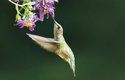 Kolibříci mají zvláštní trubicovitý jazyk, jímž nasávají nektar ze dna květů