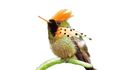 Příklad druhu bez výrazně měňavého peří – kolibřík ozdobný