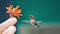 Nejmenší pták světa: 5 cm velká a méně než 2 gramy těžká kalypta nejmenší