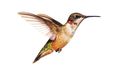 Kolibřík rubínohrdlý se živí nektarem, ale také droboučkým hmyzem