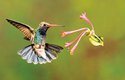  Kolibřík širokozobý couvá od květu