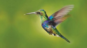 Proč jsou kolibříci tak barevní: Možná mají peří jako dinosauři
