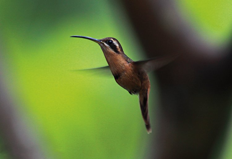 Jihoamerický kolibřík Phaethornis ruber patří k nejmenším druhům kolibříků. Tento pták měří 7,5 cm a váží necelé 3 gramy