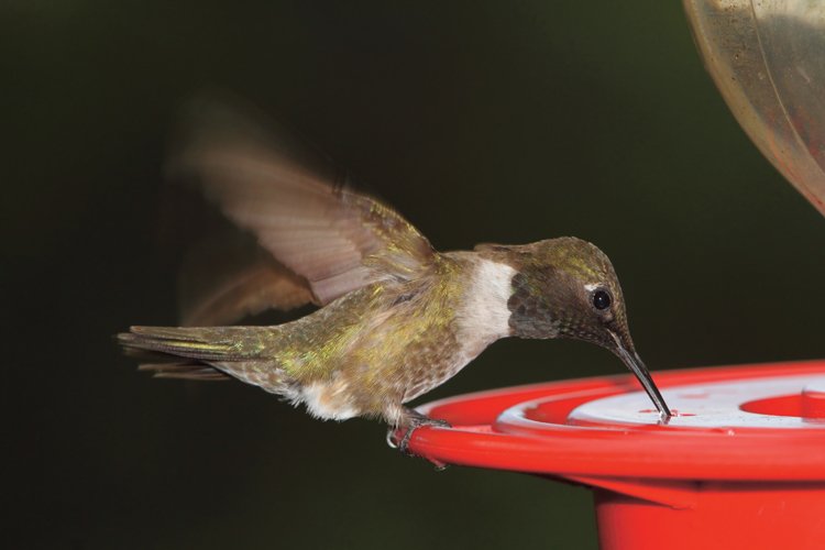 Vědci do výzkumu zařadili kolibříky krmené ze speciálních krmítek