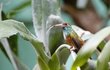 Jazýček kolibříka je tenký jako nitka.