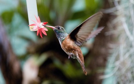 Kolibřík se ve vzduchu zastaví a napájí se z pítka nektarem.