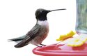 Kolibřík černobradý obývá západ USA až po hranice s Kanadou