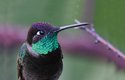 Kolibřík skvostný žije od jihu USA až po Nikaraguu a Honduras