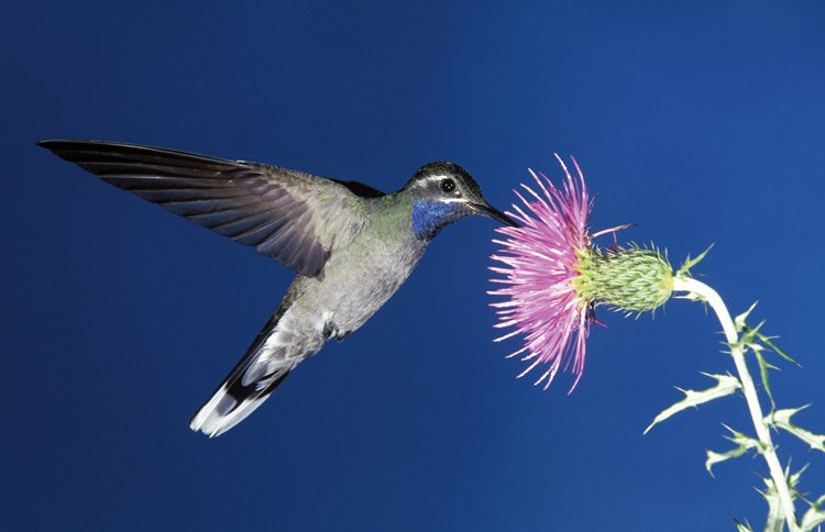Modrým hrdélkem se u kolibříka Clémenciina pyšní jen samečci