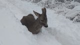 Malé srnče vyděsil a prohnal něčí pes: Mláďátko pak umřelo bez pomoci v hlubokém sněhu