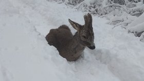 Kolouška naháněl pes, ten pak umíral v hlubokém sněhu. 