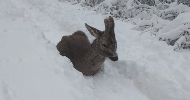 Kolouška naháněl pes, ten pak umíral v hlubokém sněhu. 