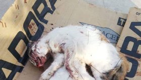 Boxeři měli umlátit kočky k smrti. Majitelé klubu vinu za smrt zvířat popírají.