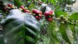Kolumbie je jedním z nejvýznamnějších producentů kávy