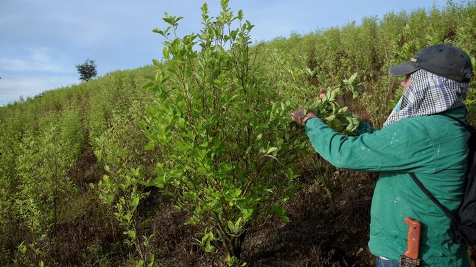 Na pěstování koky se v Kolumbii přeorientovala řada farmářů, nyní mají potíže s odbytem.