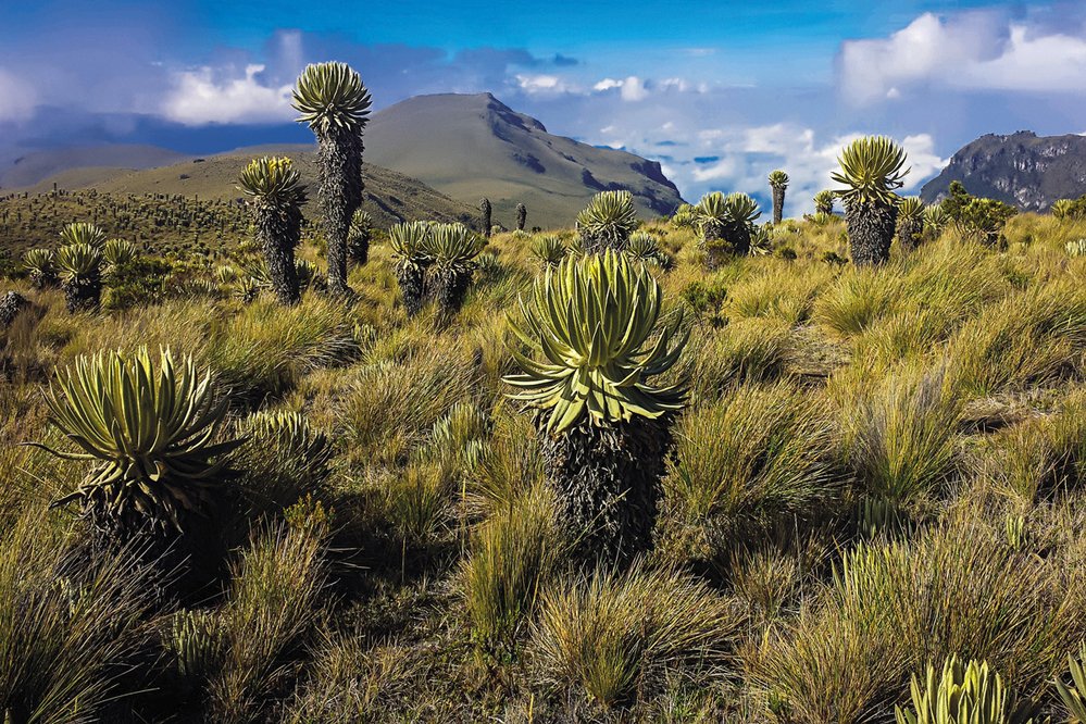 Páramo s chráněnými endemickými klejovkami se rozkládá v nadmořské výšce nad 2000 m, pouze na území Kolumbie, Venezuely, Ekvádoru a severu Peru