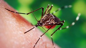Srí Lanka se potýká s dosud nejhorší epidemií chřipky dengue přenášené komáry.
