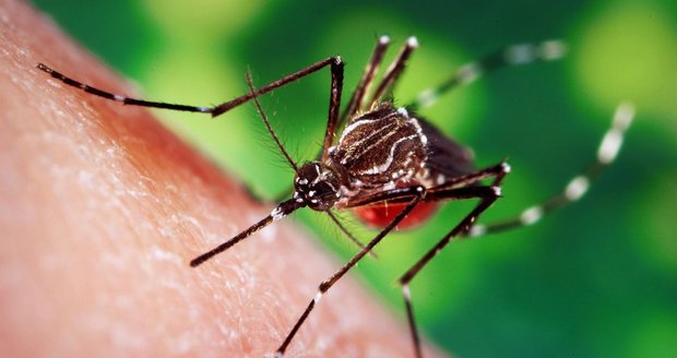 V turistickém ráji Čechů zemřelo už 225 lidí. Srí Lanka čelí horečce dengue 