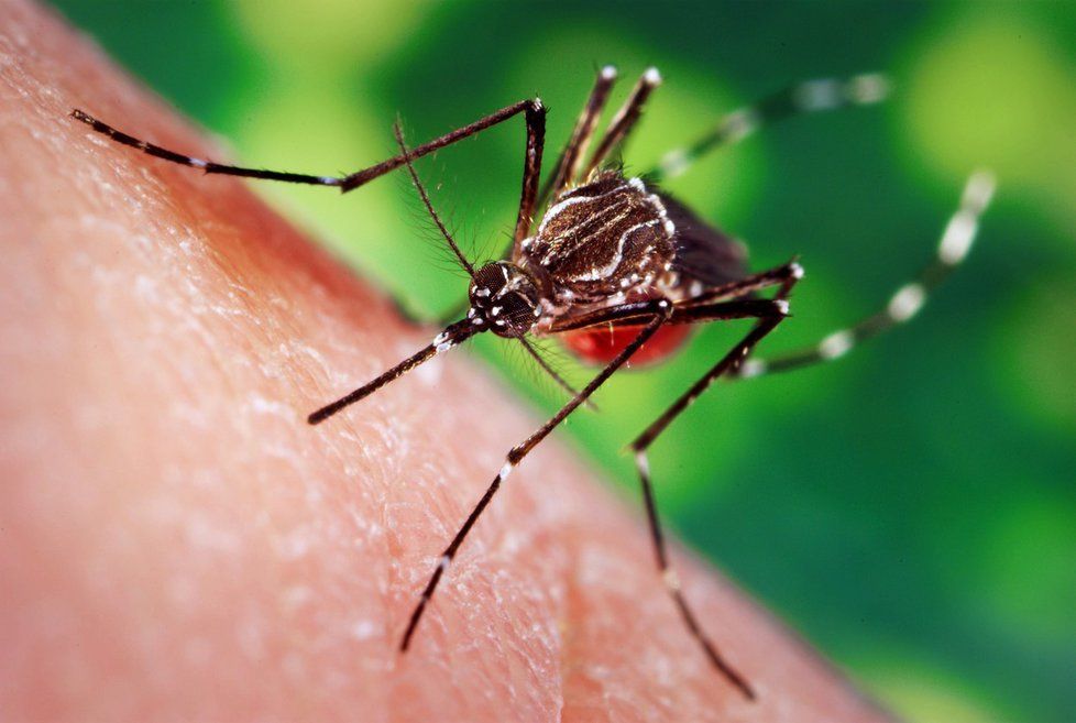 Chřipku dengue přenáší komáři