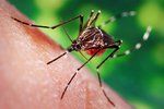 Podle epidemiologa nemusí být nakažení komáři jen na jižní Moravě.