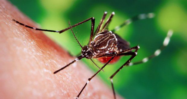 Smrtící komáři na Moravě: Jak moc jsou nebezpeční a jak se bránit? Expert odpovídá