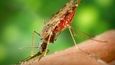 Komár Anopheles, přenašeč malárie
