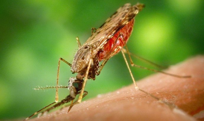 Komár Anopheles, přenašeč malárie