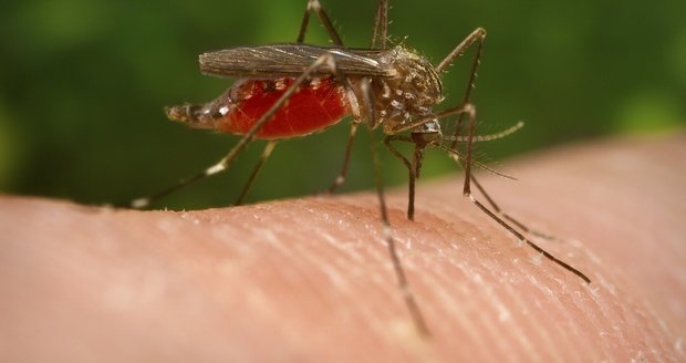 Zmutovaní komáři ohrožují miliony lidí: Repelent vás už neochrání!