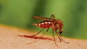 Obyčejné bodnutí komára zkomplikovalo ženě život