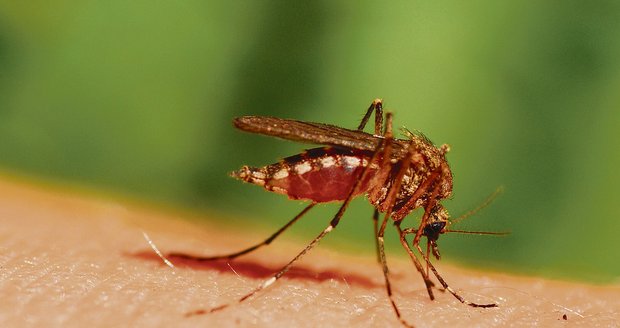Obyčejné bodnutí komára zkomplikovalo ženě život
