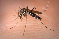 Tropy útočí na Česko: Pozor na smrtícího komára