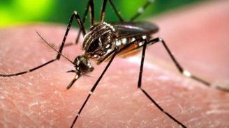 Konec nepříjemných bodnutí? Nový insekticid zabíjí výhradně komáry, zjistili vědci