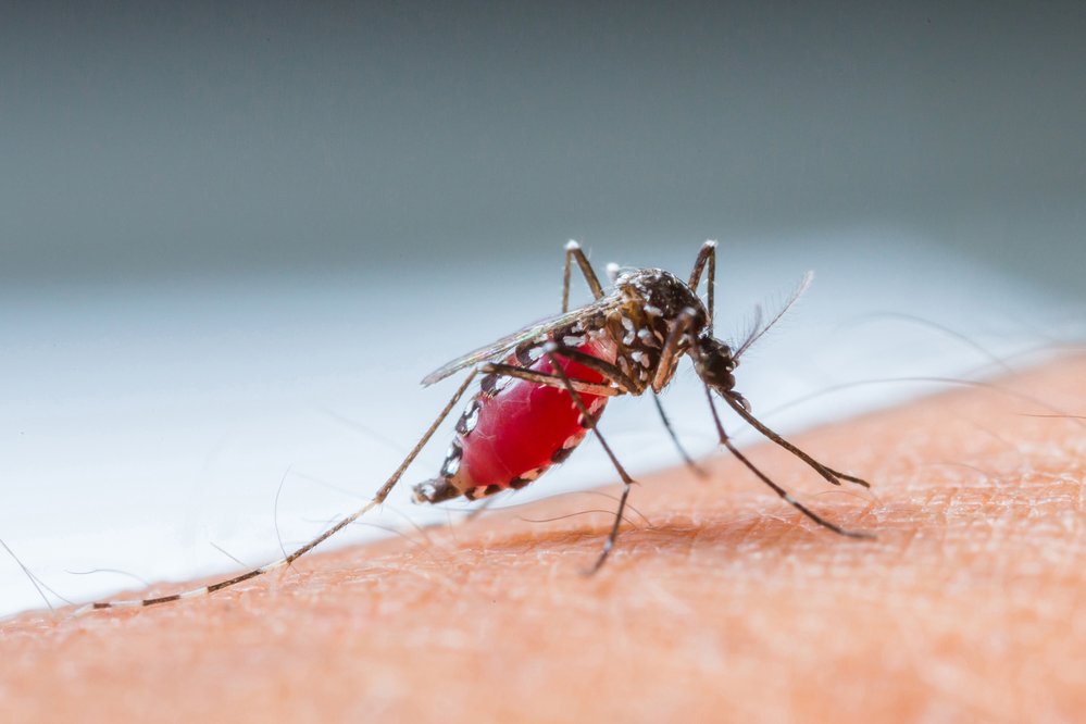 Nejnebezpečnějšími zvířaty světa jsou komáři