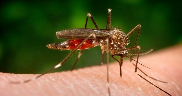 Komár japonský (Aedes japonicus).