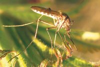 Komárů je nejvíc za čtyři roky: Jak na ně?
